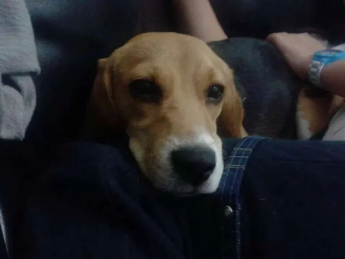 Cachorro ra a beagle idade 2 anos nome Mel