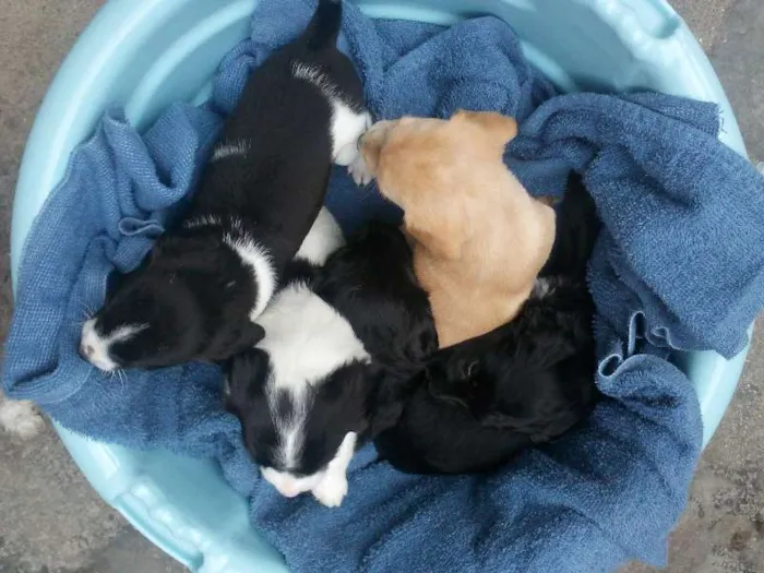 Cachorro ra a Mestiço  idade 2 a 6 meses nome sem nome ainda