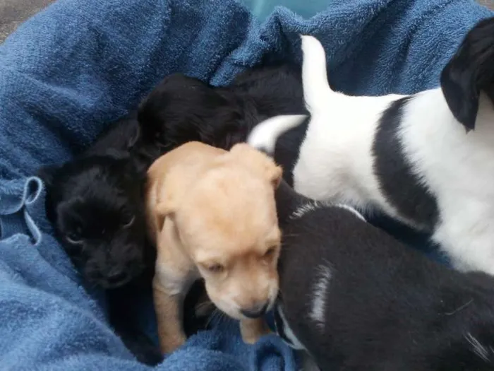Cachorro ra a Mestiço  idade 2 a 6 meses nome sem nome ainda