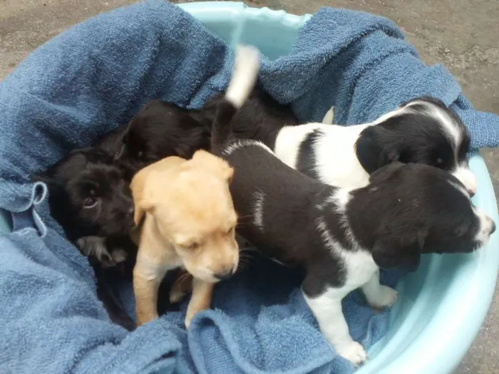 Cachorro ra a Mestiço  idade 2 a 6 meses nome sem nome ainda