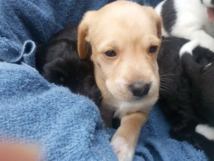 Cachorro ra a Mestiço  idade 2 a 6 meses nome sem nome ainda