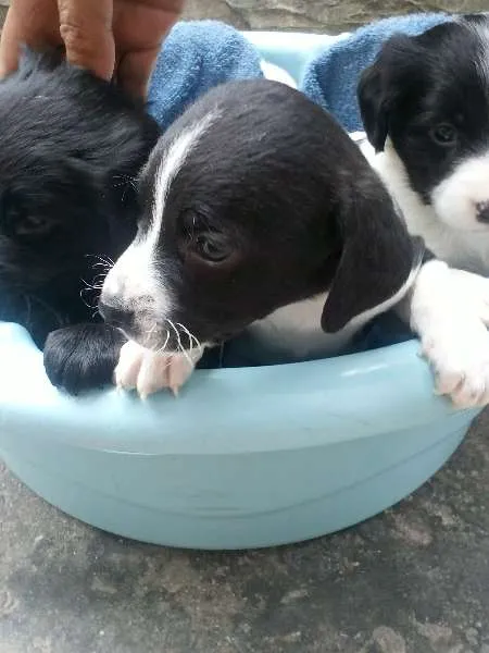 Cachorro ra a Mestiço  idade 2 a 6 meses nome sem nome ainda