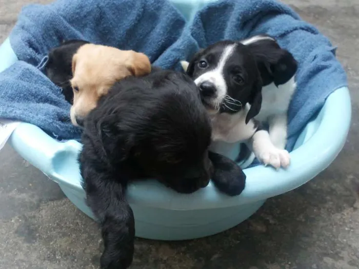 Cachorro ra a Mestiço  idade 2 a 6 meses nome sem nome ainda