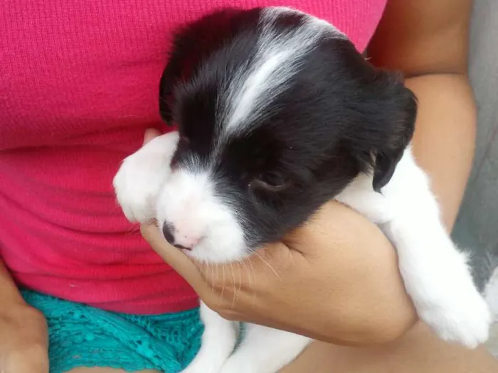 Cachorro ra a Mestiço  idade 2 a 6 meses nome sem nome ainda