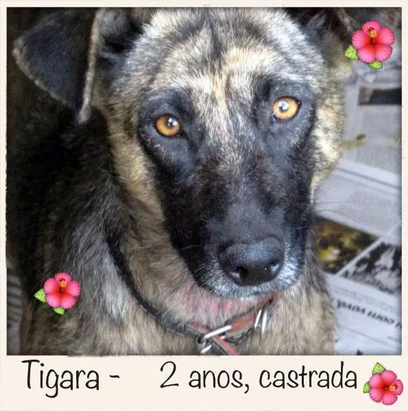 Cachorro ra a SRD idade 2 anos nome Tigara