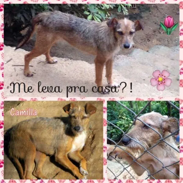 Cachorro ra a SRD idade 2 anos nome Camila