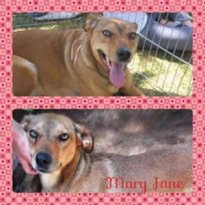 Cachorro raça SRD idade 2 anos nome Mary Jane