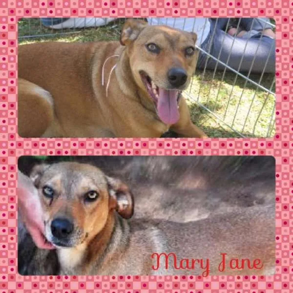 Cachorro ra a SRD idade 2 anos nome Mary Jane