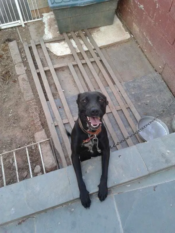 Cachorro ra a vira lata idade 1 ano nome Cristal