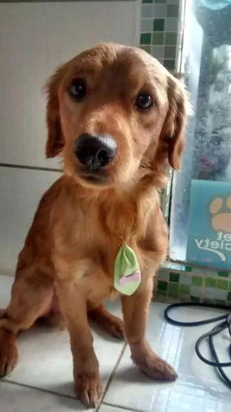 Cachorro ra a SRD idade 1 ano nome Feliz