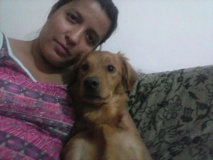 Cachorro ra a SRD idade 1 ano nome Feliz