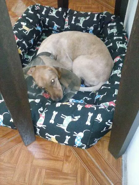 Cachorro ra a SRD idade 1 ano nome Feliz