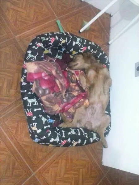 Cachorro ra a SRD idade 1 ano nome Feliz
