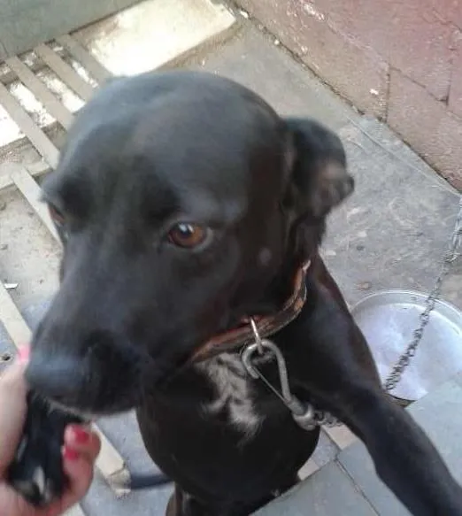 Cachorro ra a vira lata idade 1 ano nome Cristal