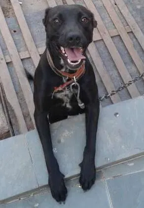 Cachorro ra a vira lata idade 1 ano nome Cristal