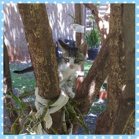 Gato ra a SRD idade 2 a 6 meses nome Menininha