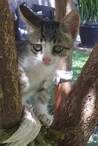 Gato ra a SRD idade 2 a 6 meses nome Menininha