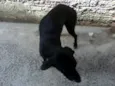 Negão