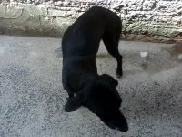 Cachorro ra a Labrador idade 1 ano nome Negão