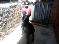 Cachorro ra a Labrador idade 1 ano nome Negão