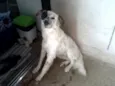 Milu
