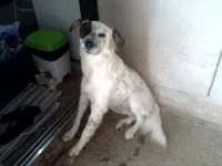 Cachorro ra a SRD idade 1 ano nome Milu