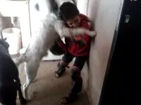 Cachorro ra a SRD idade 1 ano nome Milu