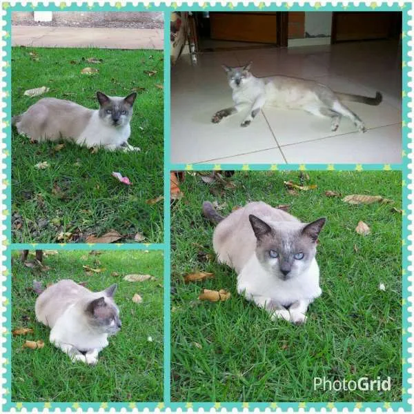 Gato ra a SRD idade 2 anos nome Pingue-pongue