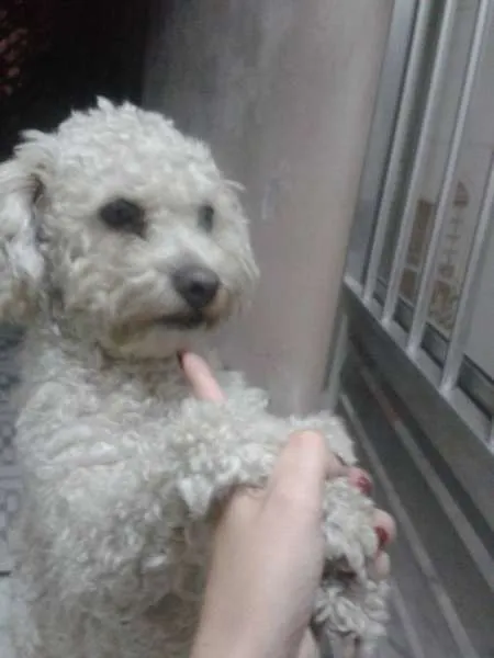 Cachorro ra a Poodle idade  nome SEM NOME/guarulhos