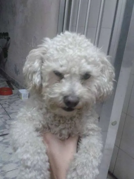 Cachorro ra a Poodle idade  nome SEM NOME/guarulhos