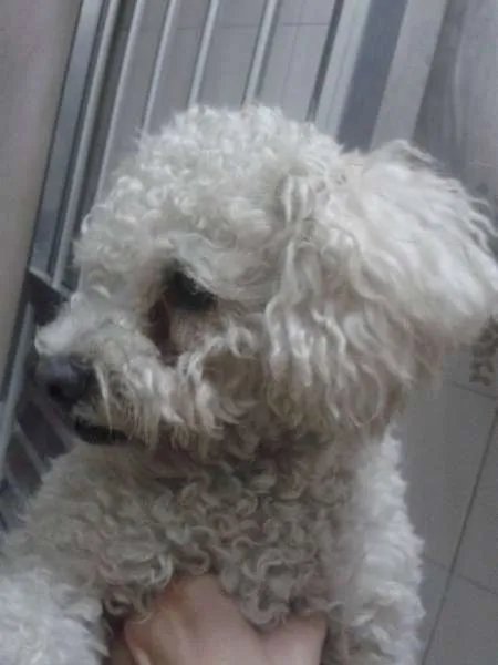 Cachorro ra a Poodle idade  nome SEM NOME/guarulhos