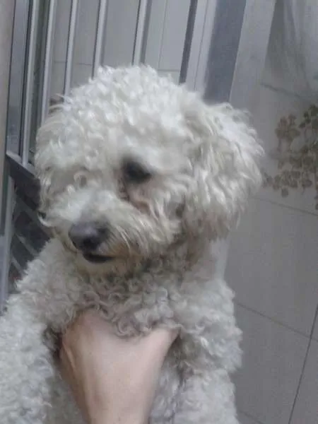 Cachorro ra a Poodle idade  nome SEM NOME/guarulhos