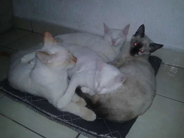 Gato ra a MESTIÇO idade 2 a 6 meses nome BRIAN, FELIX, HINAT