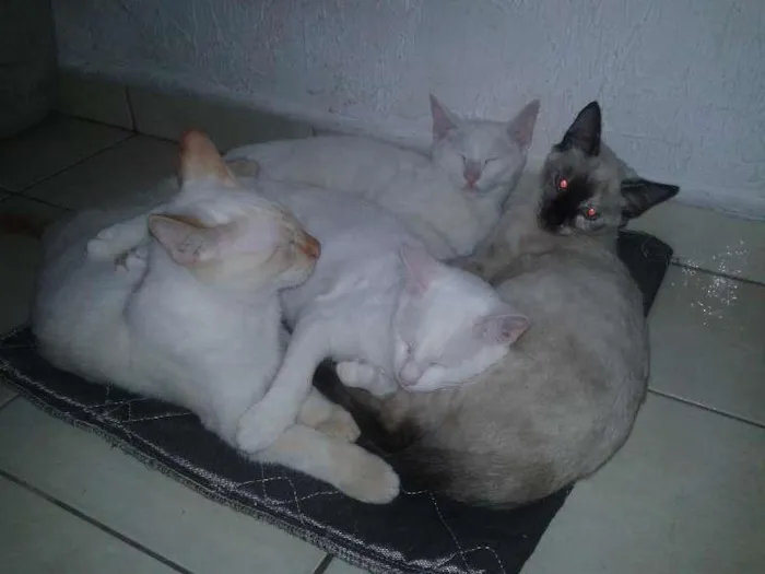 Gato ra a MESTIÇO idade 2 a 6 meses nome BRIAN, FELIX, HINAT