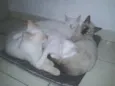 BRIAN, FELIX, HINAT