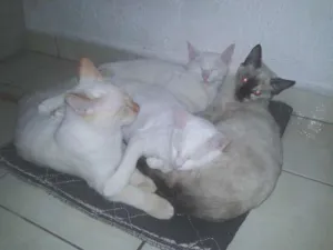 Gato raça MESTIÇO idade 2 a 6 meses nome BRIAN, FELIX, HINAT