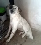 Cachorro raça SRD idade 1 ano nome Milu
