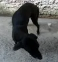 Negão