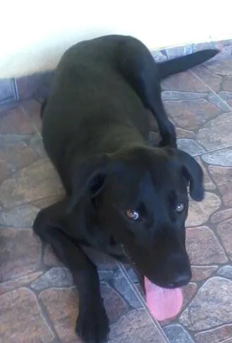 Cachorro ra a SRD idade 3 anos nome JADE