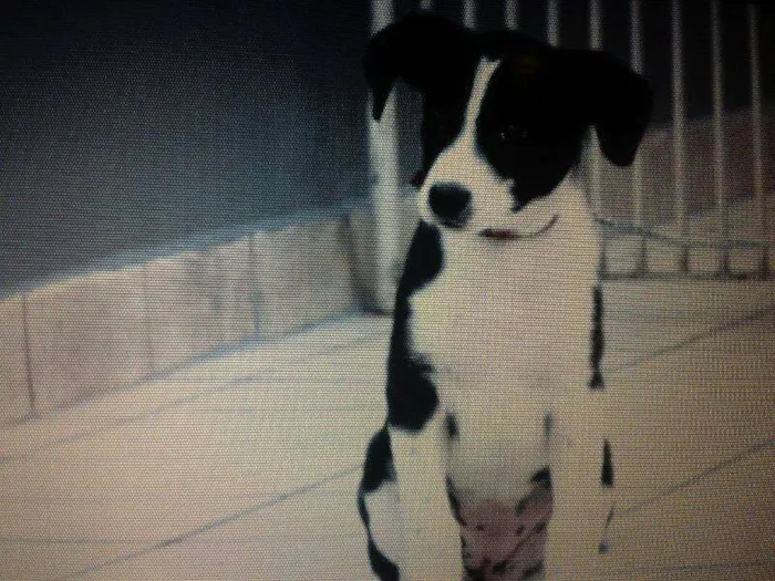 Cachorro ra a Vira lata idade 2 a 6 meses nome Liebe