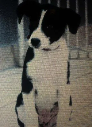 Cachorro raça Vira lata idade 2 a 6 meses nome Liebe