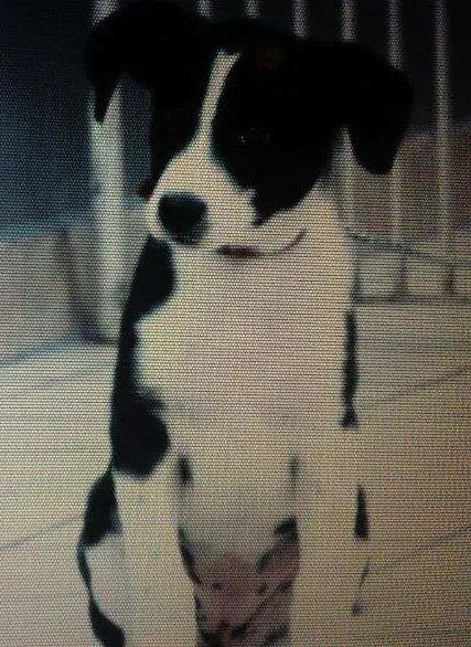 Cachorro ra a Vira lata idade 2 a 6 meses nome Liebe