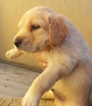 Cachorro raça Mestiço idade Abaixo de 2 meses nome Filhotinho