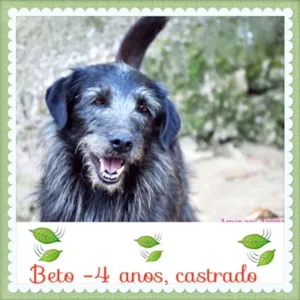 Cachorro raça SRD idade 4 anos nome Beto