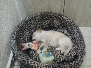 Cachorro raça poodle mestico idade Abaixo de 2 meses nome magy