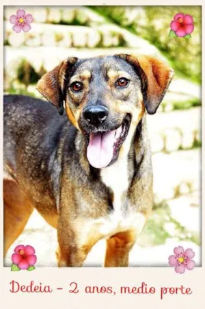 Cachorro raça SRD idade 2 anos nome Dedéia