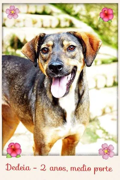 Cachorro ra a SRD idade 2 anos nome Dedéia