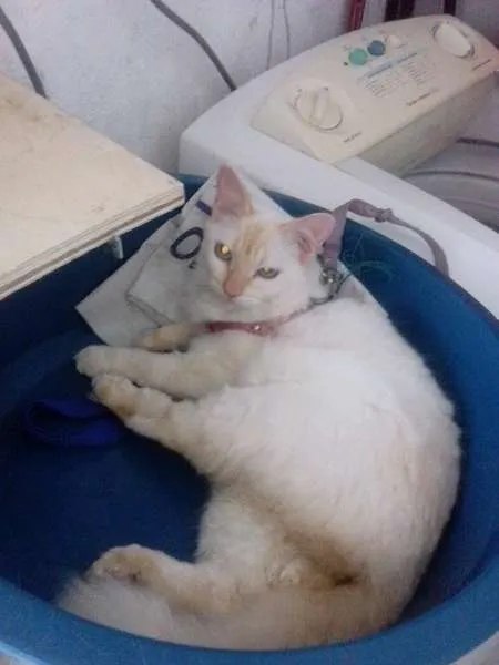 Gato ra a não sei idade 1 ano nome branquinha