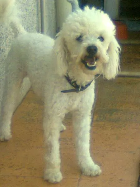 Cachorro ra a Poodle idade 6 ou mais anos nome MAX