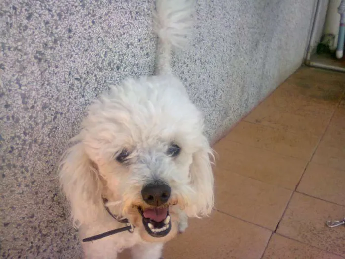 Cachorro ra a Poodle idade 6 ou mais anos nome MAX